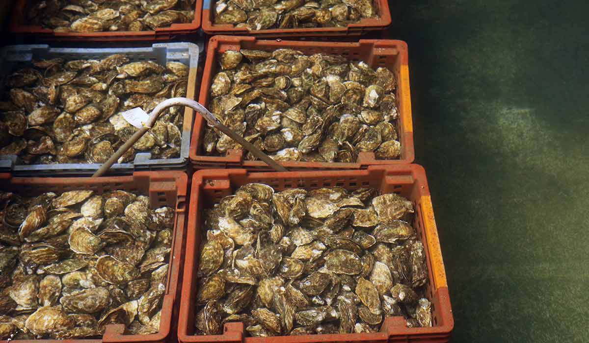 Production d'huîtres à Vendres