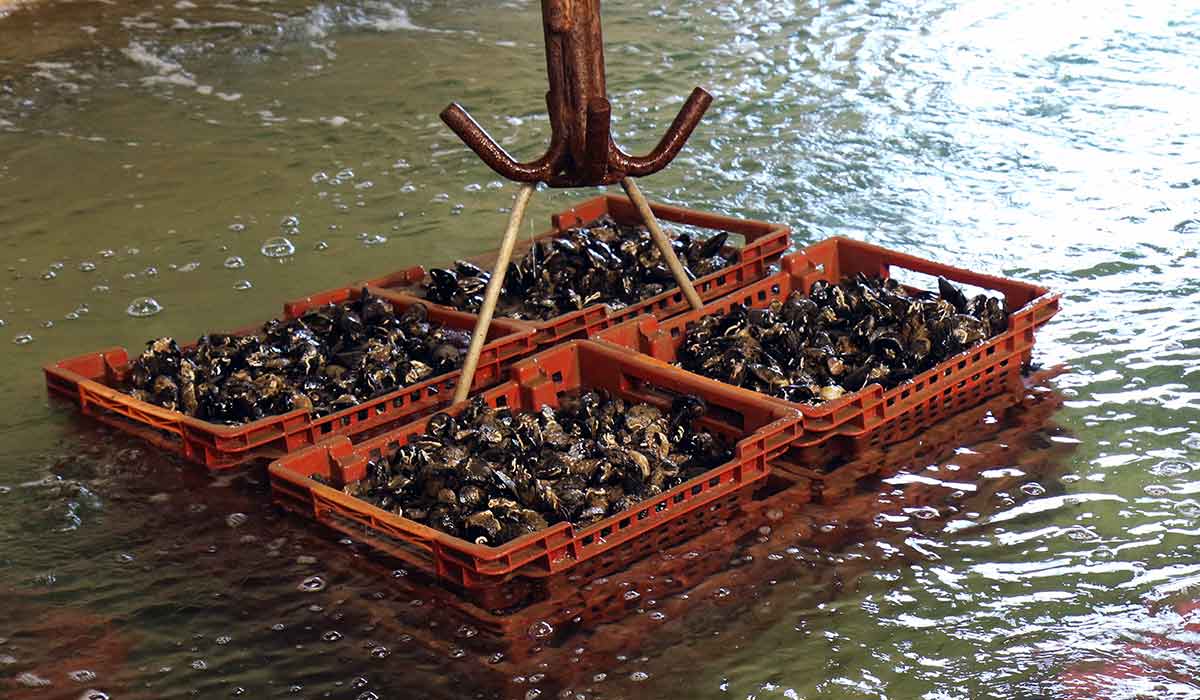 Production de coquillages, huîtres, moules à Vendres